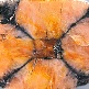 chiastolite1