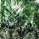 seraphinite