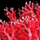 red_coral