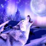 Howling Wolf Greeting Card with Music CD