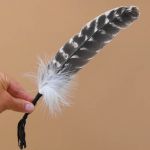 Barred Smudging Turkey Feather