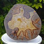 Septarian Ring Slice No1