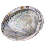 Abalone Shell Large 15-16cm