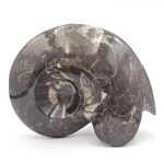 Goniatites Ammonoid Fossi
