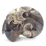 Goniatites Ammonoid Fossi