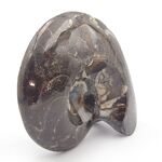 Goniatites Ammonoid Fossi