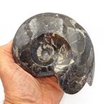 Goniatites Ammonoid Fossil