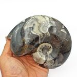 Goniatites Ammonoid Fossil