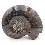 Goniatites Ammonoid Fossil