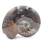 Goniatites Ammonoid Fossil