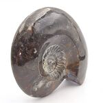 Goniatites Ammonoid Fossil