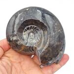 Goniatites Ammonoid Fossil