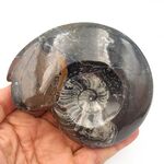Goniatites Ammonoid Fossil