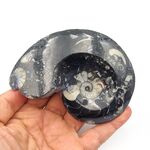 Goniatites Ammonoid Fossil