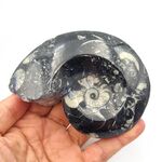 Goniatites Ammonoid Fossil