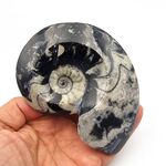 Goniatites Ammonoid Fossil