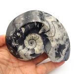 Goniatites Ammonoid Fossil
