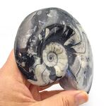 Goniatites Ammonoid Fossil
