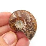 Sutured Ammonite Fossil