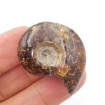 Sutured Ammonite