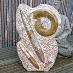 Orthoceras and Goniatites Fossil