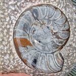 Orthoceras and Goniatites Fossil