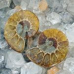 Crystallised Ammonite Pair