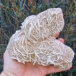 Large Desert Rose Group no1