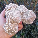Large Desert Rose Group no1