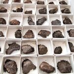 Natural Lodestone Specimins Sold Singly