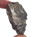 Elite Nobel Shungite no11