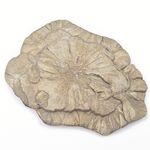 Iron Pyrite Sun Disc Formation No1