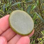Jade Crystal Worry Stones