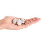 White Moonstone