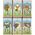 Medicine Cards Set