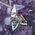 Osiris Pendant