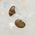 Tiger Eye Oval Stud Earrings 10mm