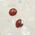 Carnelian Round Stud Earrings 8mm