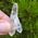 Brazilian Quartz Crystal