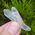 Brazilian Quartz Crystal