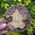 Septarian Ring Slice No1
