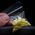 Pure Sulfur 10 GRAM