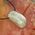 Drilled Moonstone Tumbled Stones