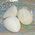 Scolecite Tumblestones