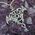Dragon Pentagram Pendant