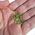 Small Peridot Crystals Rough 5grams