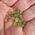 Small Peridot Crystals Rough 5grams