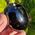 Sheen Obsidian Egg