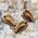 Gold Tiger Eye Angel 4cm