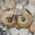 Crystallised Ammonite Pair
